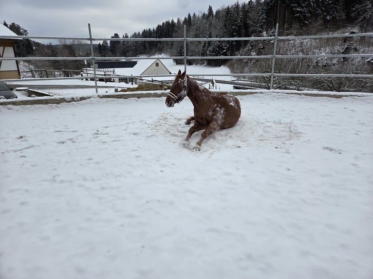 American Paint Horse Stute 5 Jahre Roan-Red in Zimmern unter der Burg