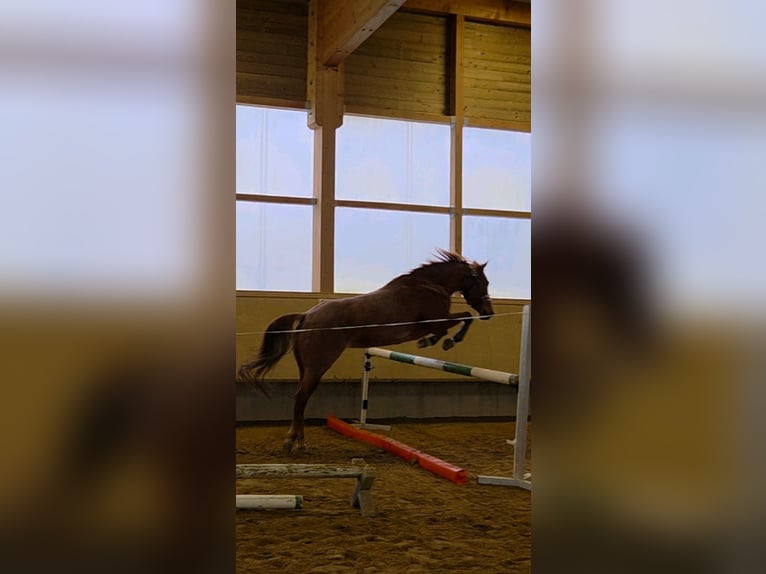 American Paint Horse Stute 5 Jahre Roan-Red in Zimmern unter der Burg