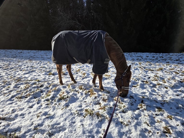 American Paint Horse Stute 5 Jahre Roan-Red in Zimmern unter der Burg