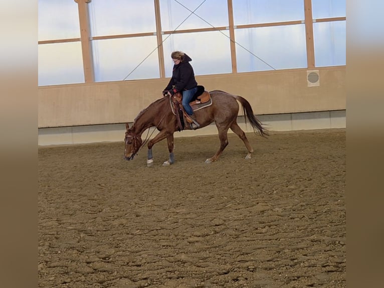 American Paint Horse Stute 5 Jahre Roan-Red in Zimmern unter der Burg