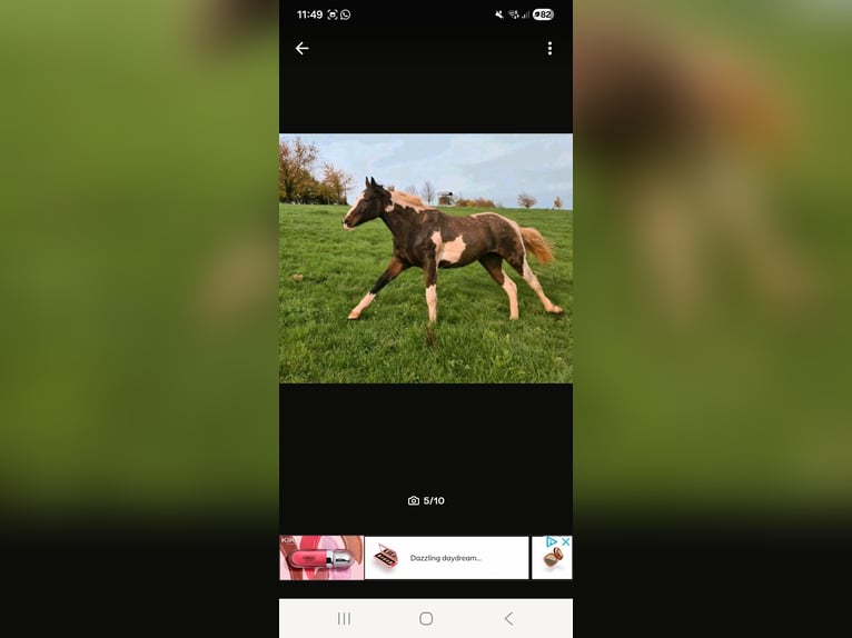 American Paint Horse Stute 5 Jahre Tobiano-alle-Farben in Eppelborn