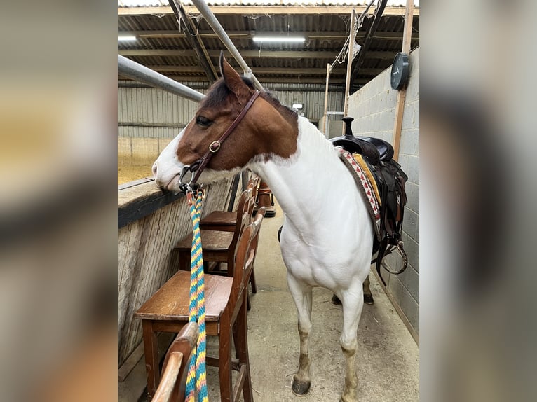 American Paint Horse Stute 6 Jahre 137 cm Tobiano-alle-Farben in Schinveld