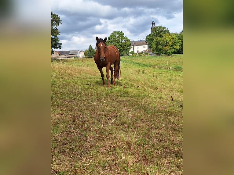 American Paint Horse Stute 6 Jahre 143 cm Fuchs in Kördorf