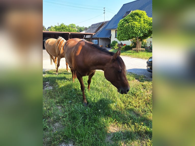 American Paint Horse Stute 6 Jahre 143 cm Fuchs in Kördorf