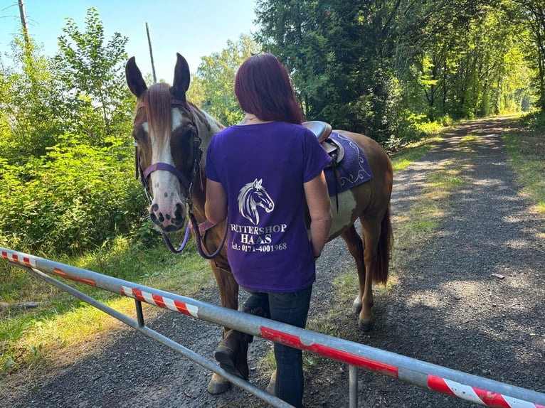 American Paint Horse Stute 6 Jahre 146 cm Schecke in Linkenbach