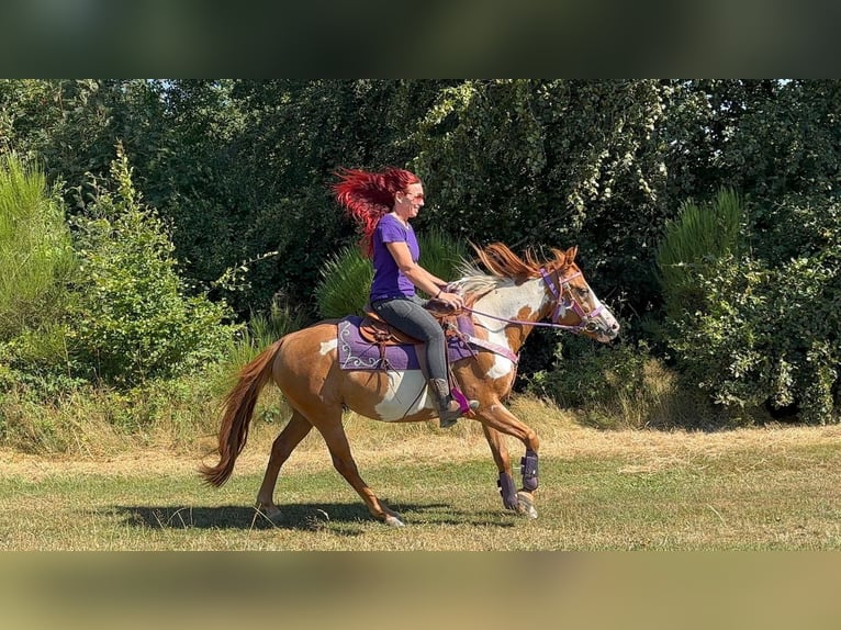 American Paint Horse Stute 6 Jahre 146 cm Schecke in Linkenbach