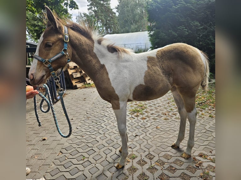 American Paint Horse Stute 6 Jahre 150 cm Champagne in Schollene