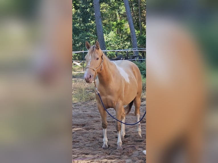 American Paint Horse Stute 6 Jahre 150 cm Champagne in Schollene