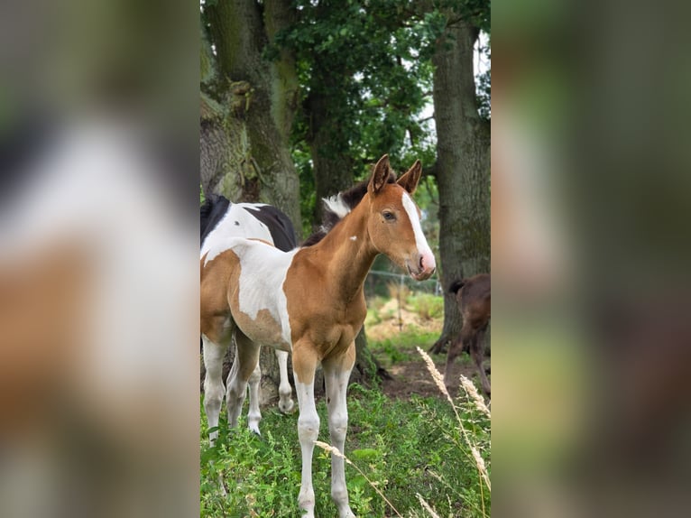 American Paint Horse Stute 6 Jahre 150 cm Champagne in Schollene