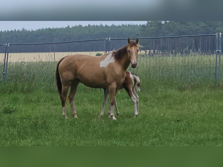 American Paint Horse Stute 6 Jahre 150 cm Champagne in Schollene