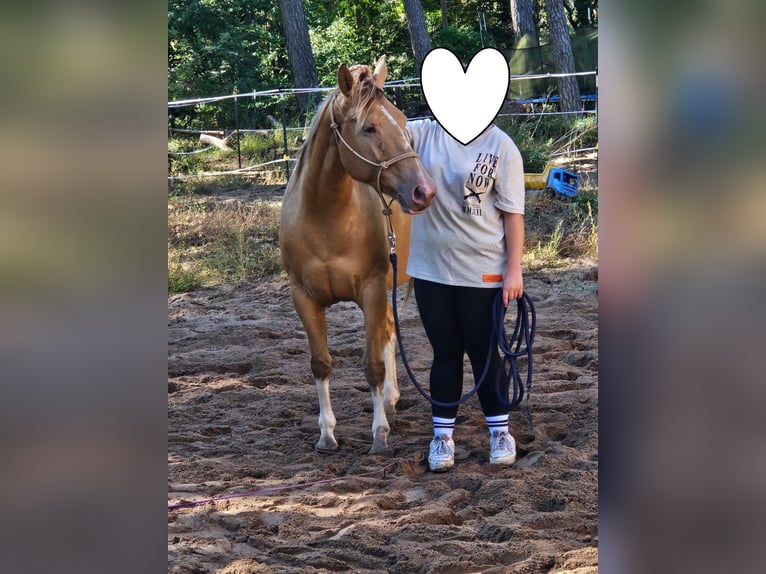 American Paint Horse Stute 6 Jahre 150 cm Champagne in Schollene