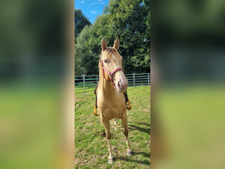 American Paint Horse Stute 6 Jahre 150 cm Champagne in Schollene