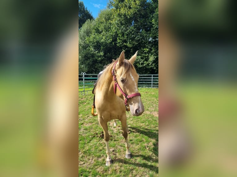 American Paint Horse Stute 6 Jahre 150 cm Champagne in Schollene