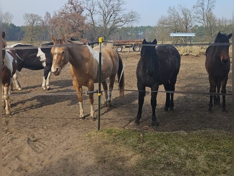 American Paint Horse Stute 6 Jahre 150 cm Champagne in Schollene
