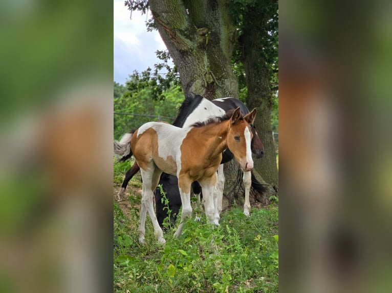 American Paint Horse Stute 6 Jahre 150 cm Champagne in Schollene