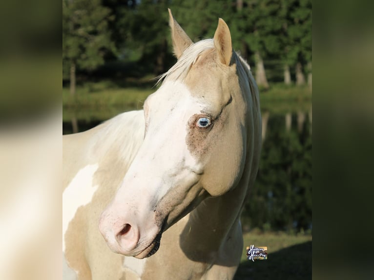 American Paint Horse Stute 6 Jahre 152 cm  in Slocum, TX
