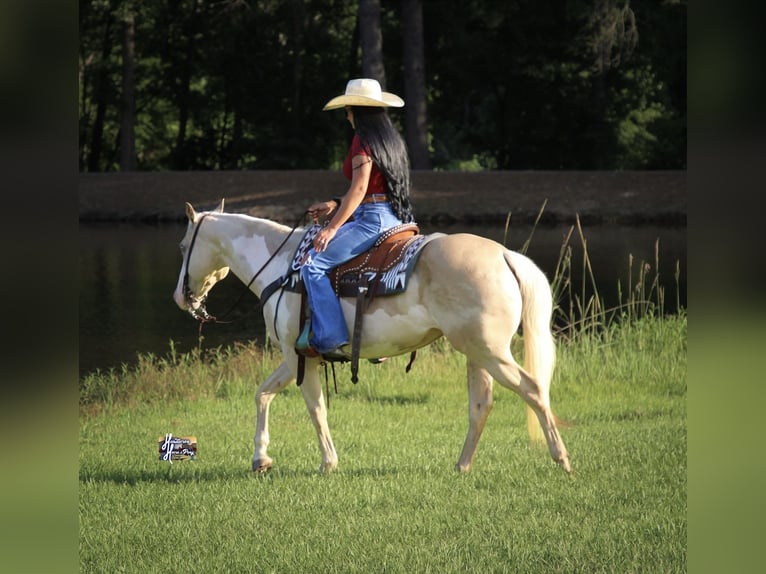American Paint Horse Stute 6 Jahre 152 cm  in Slocum, TX