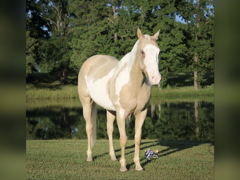American Paint Horse Stute 6 Jahre 152 cm  in Slocum, TX