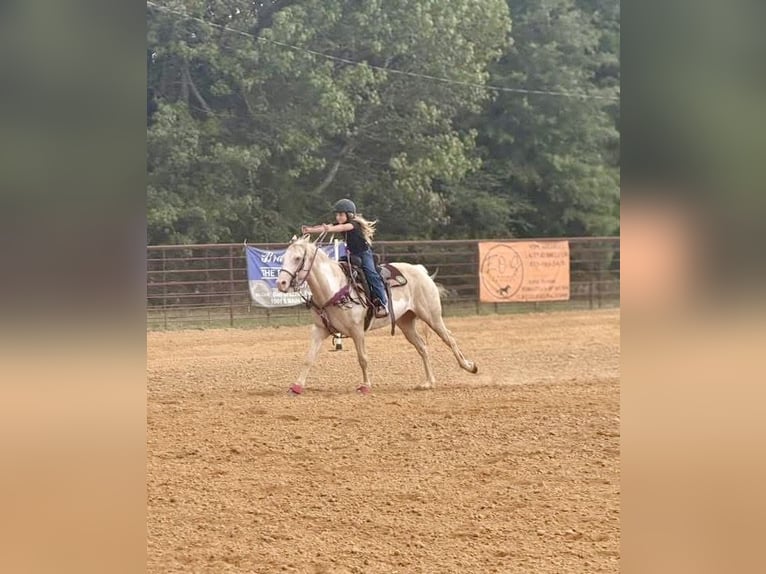 American Paint Horse Stute 6 Jahre 152 cm  in Slocum, TX
