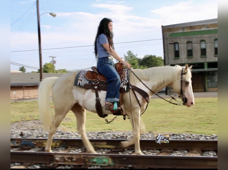 American Paint Horse Stute 6 Jahre 152 cm  in Slocum, TX