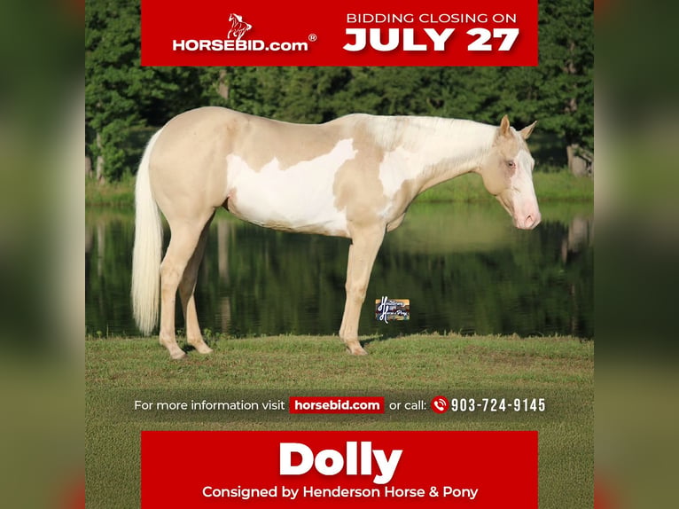 American Paint Horse Stute 6 Jahre 152 cm  in Slocum, TX