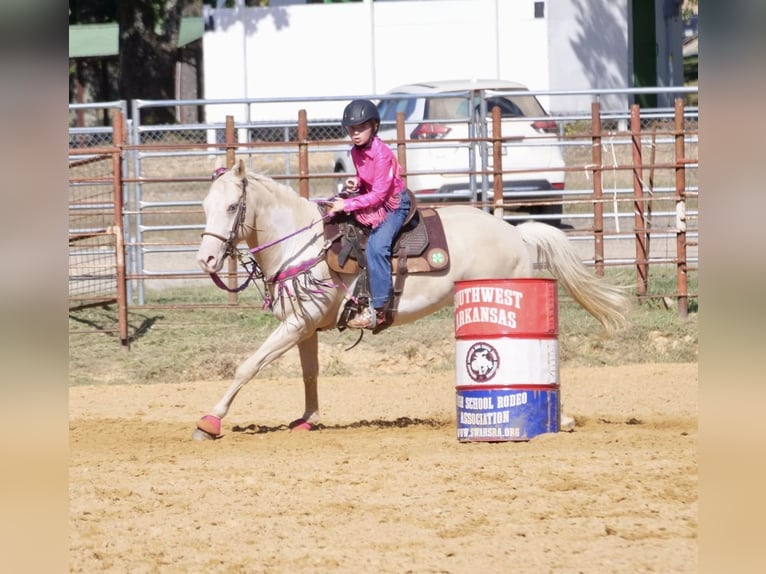 American Paint Horse Stute 6 Jahre 152 cm  in Slocum, TX