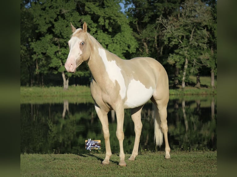 American Paint Horse Stute 6 Jahre 152 cm  in Slocum, TX