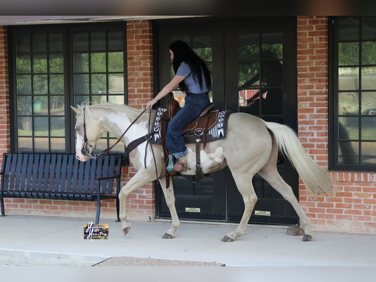 American Paint Horse Stute 6 Jahre 152 cm  in Slocum, TX