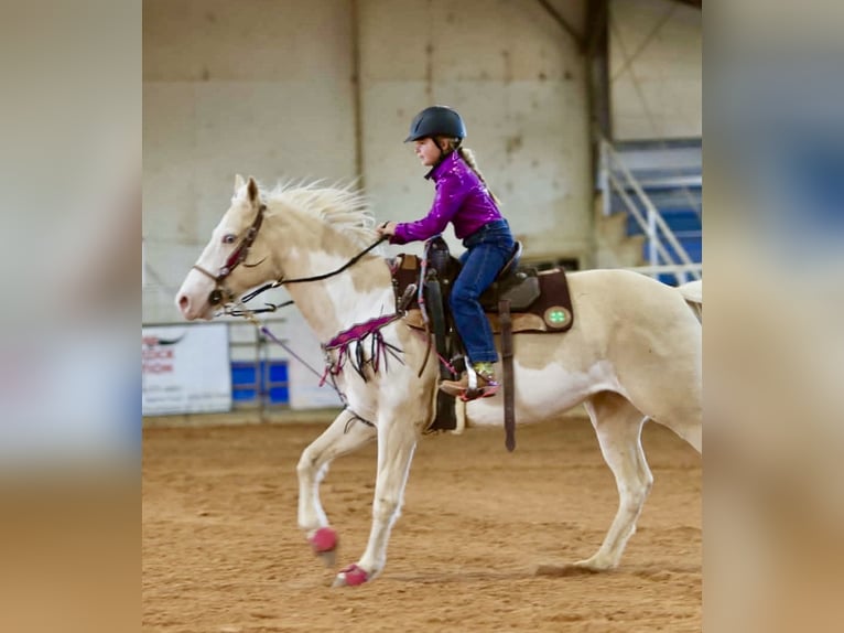 American Paint Horse Stute 6 Jahre 152 cm  in Slocum, TX