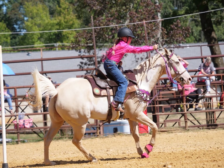 American Paint Horse Stute 6 Jahre 152 cm  in Slocum, TX