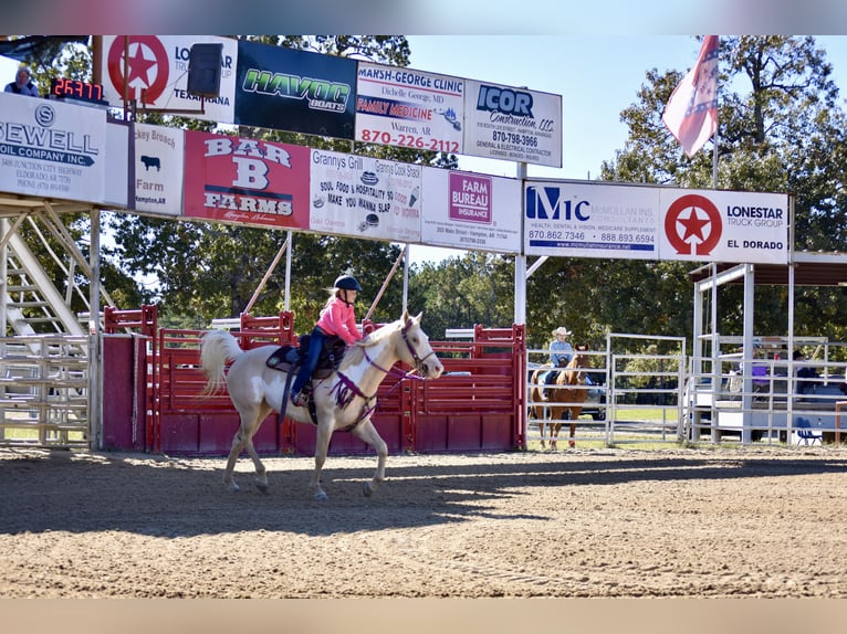 American Paint Horse Stute 6 Jahre 152 cm  in Slocum, TX