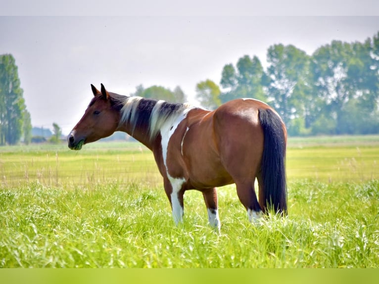American Paint Horse Stute 6 Jahre 155 cm Brauner in Zandvoorde
