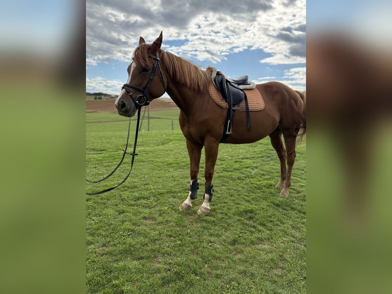 American Paint Horse Stute 6 Jahre 155 cm Rotfuchs in Ptuj