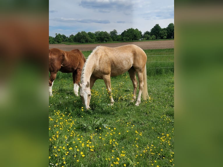 American Paint Horse Stute 6 Jahre 158 cm Palomino in Tamm