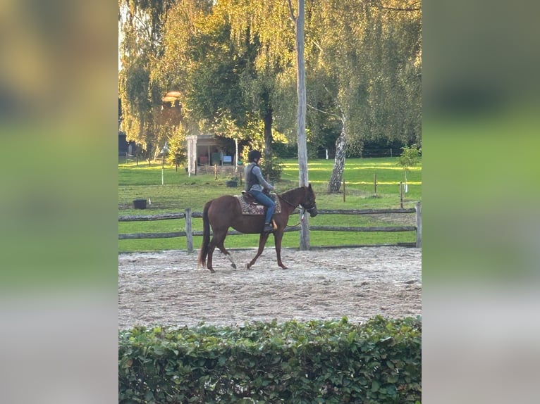 American Paint Horse Stute 6 Jahre 159 cm Fuchs in Eexterveenschekanaal