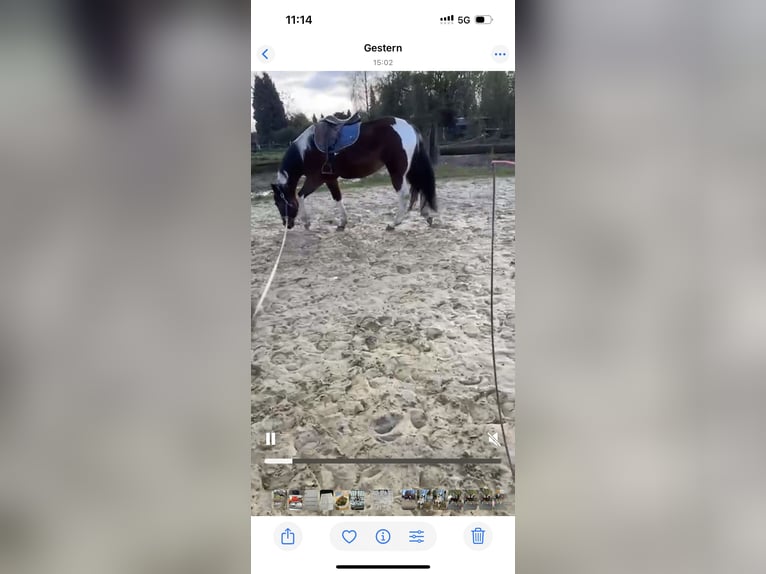 American Paint Horse Stute 6 Jahre 159 cm Tobiano-alle-Farben in Brüggen