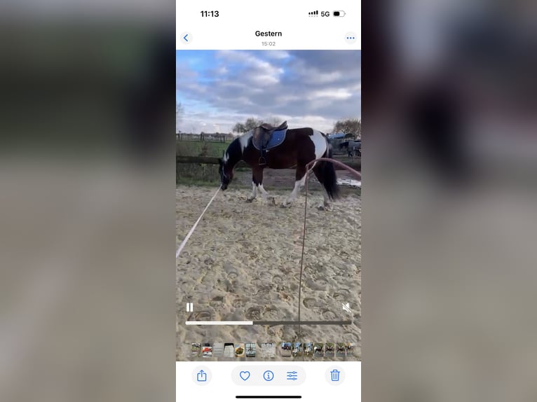 American Paint Horse Stute 6 Jahre 159 cm Tobiano-alle-Farben in Brüggen