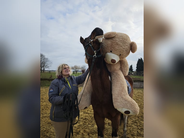 American Paint Horse Stute 6 Jahre 159 cm Tobiano-alle-Farben in Brüggen