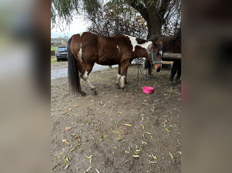 American Paint Horse Stute 6 Jahre 159 cm Tobiano-alle-Farben in Brüggen