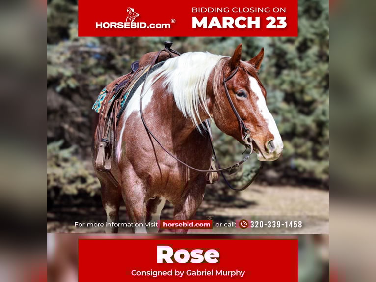 American Paint Horse Stute 6 Jahre 160 cm Roan-Red in Cannon Falls