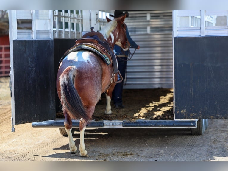 American Paint Horse Stute 6 Jahre 160 cm Roan-Red in Cannon Falls