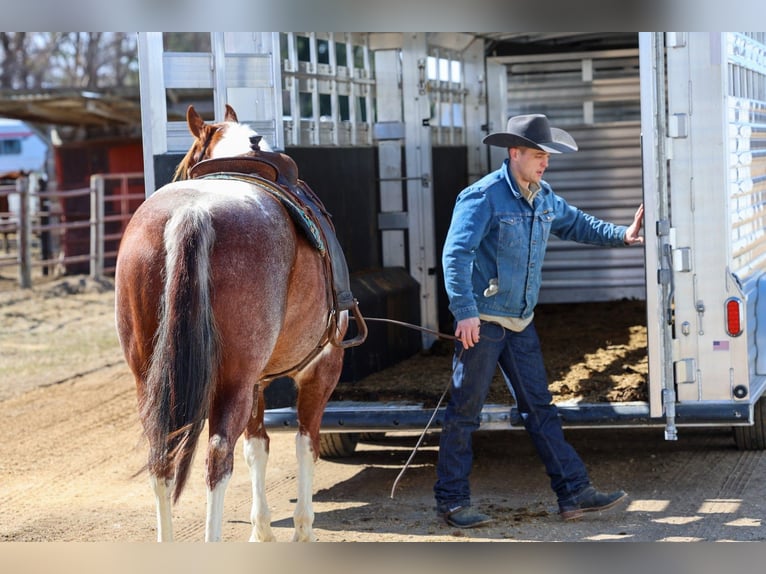 American Paint Horse Stute 6 Jahre 160 cm Roan-Red in Cannon Falls