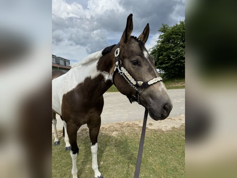 American Paint Horse Stute 6 Jahre 160 cm Tobiano-alle-Farben in Regenstauf