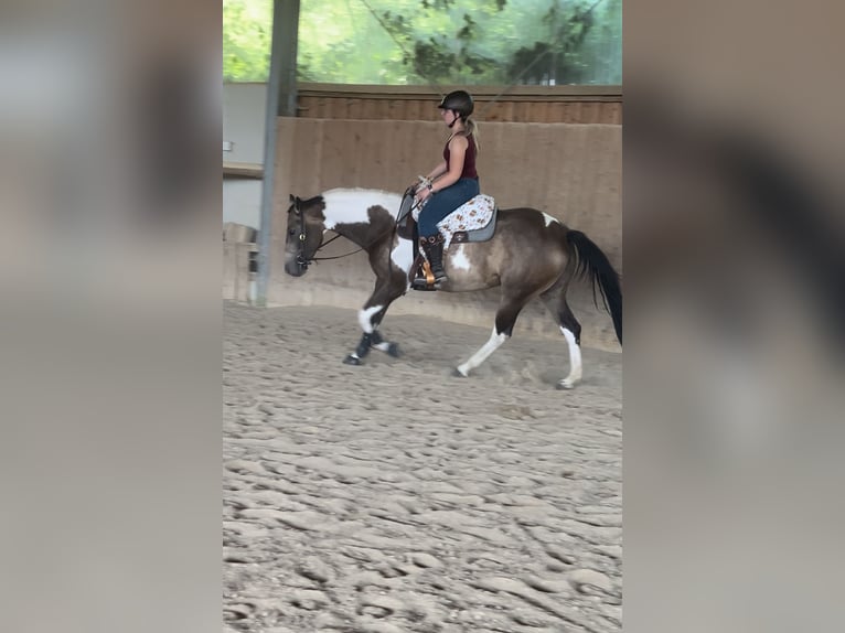 American Paint Horse Stute 6 Jahre 160 cm Tobiano-alle-Farben in Regenstauf
