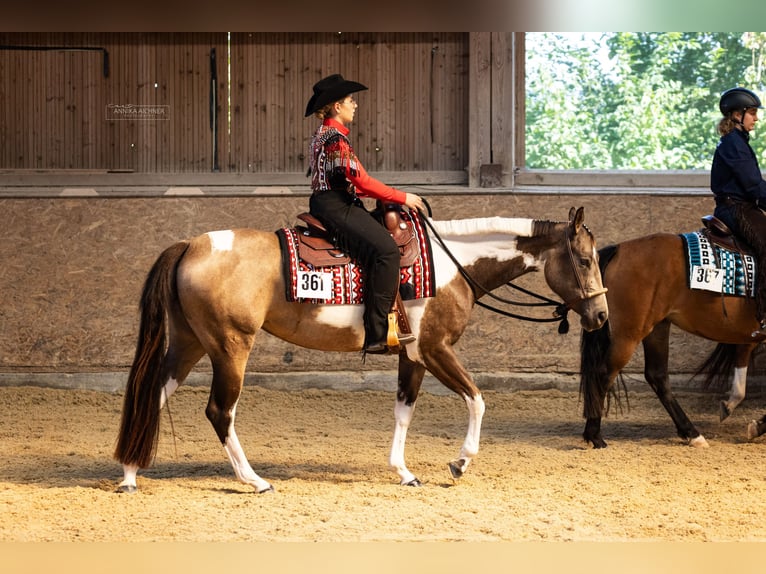 American Paint Horse Stute 6 Jahre 160 cm Tobiano-alle-Farben in Regenstauf