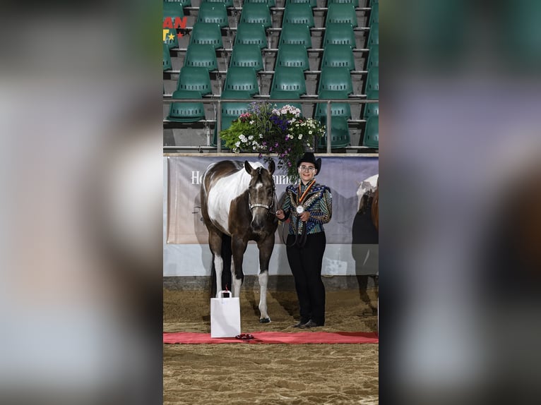 American Paint Horse Stute 6 Jahre 160 cm Tobiano-alle-Farben in Regenstauf