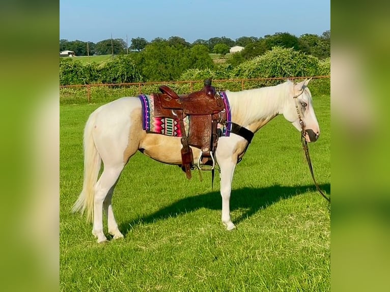 American Paint Horse Stute 6 Jahre Schecke in Decatur