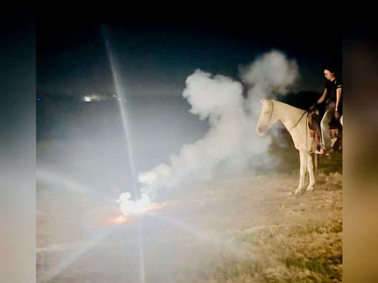 American Paint Horse Stute 6 Jahre Schecke in Decatur