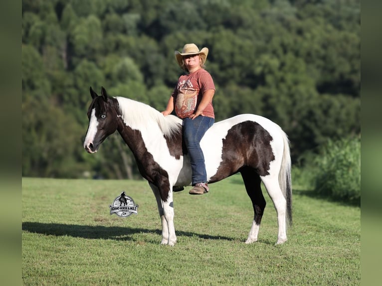 American Paint Horse Stute 6 Jahre Schecke in Mount Vernon