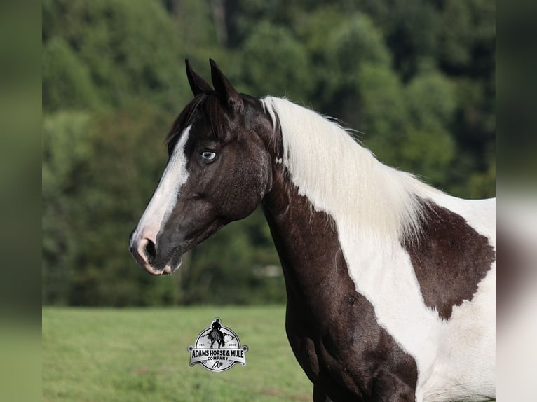 American Paint Horse Stute 6 Jahre Schecke in Mount Vernon
